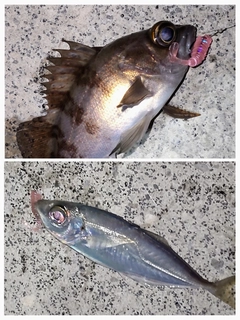 メバルの釣果