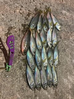 アジの釣果