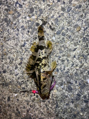 タケノコメバルの釣果