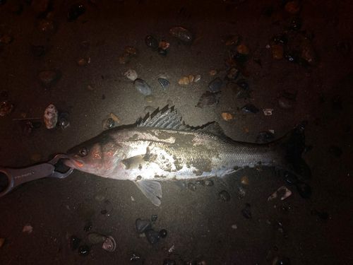 セイゴ（マルスズキ）の釣果
