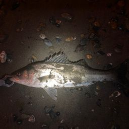 セイゴ（マルスズキ）