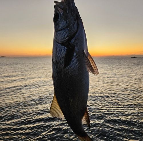 ヒラスズキの釣果