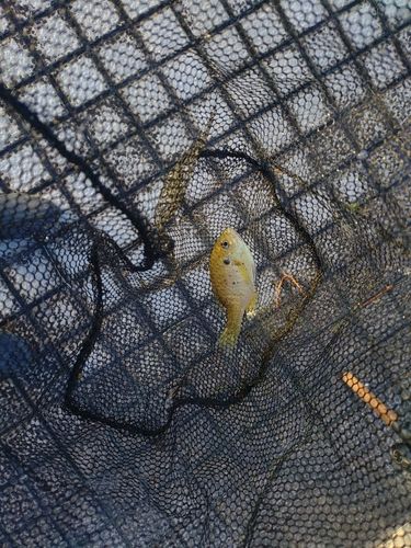 ブルーギルの釣果