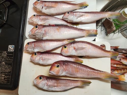 アカアマダイの釣果