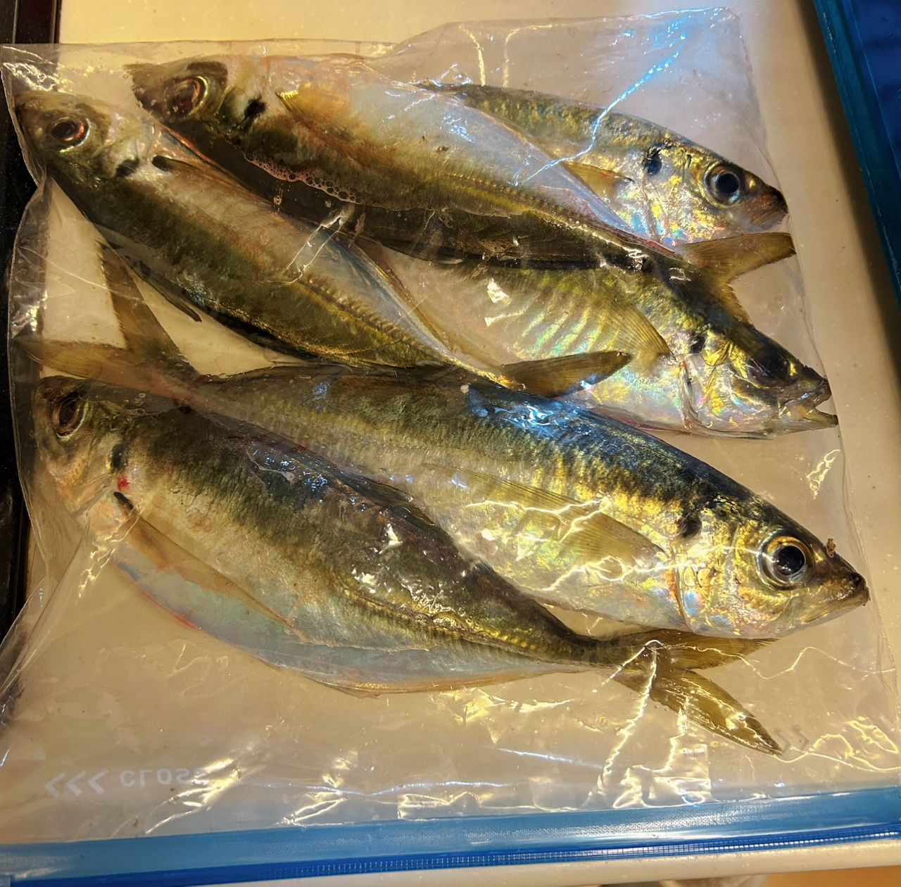 AbuGarcia エラディケーター リアルフィネス プロトタイプ ERFS-51Pro