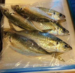 マアジの釣果