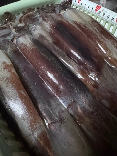 スルメイカの釣果