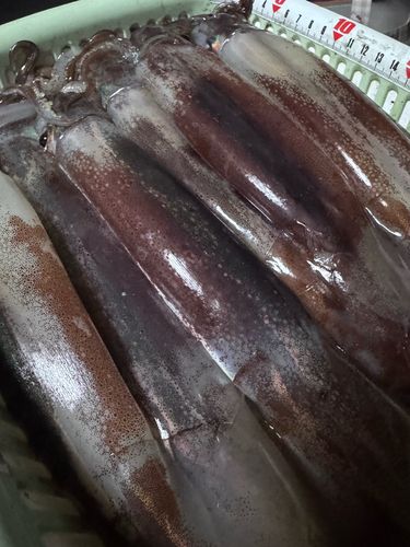 三陸海岸（岩手）