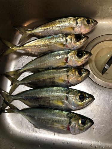 メアジの釣果