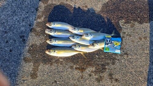 アジの釣果