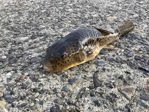 ヒガンフグの釣果