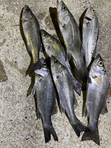 セイゴ（マルスズキ）の釣果