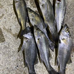 セイゴ（マルスズキ）