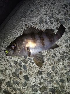 シロメバルの釣果