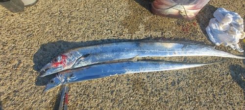 タチウオの釣果