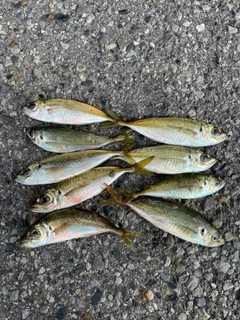 アジの釣果
