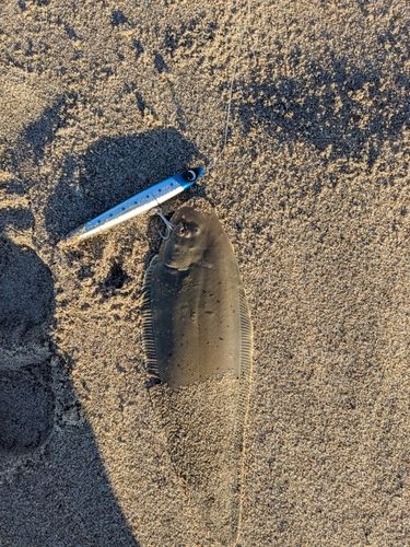 シタビラメの釣果