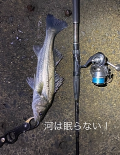 シーバスの釣果