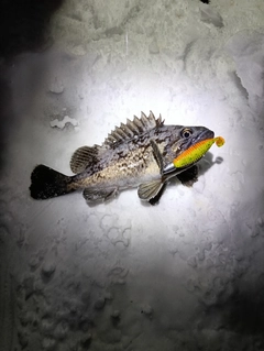 クロソイの釣果