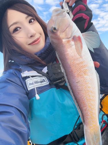 シロアマダイの釣果