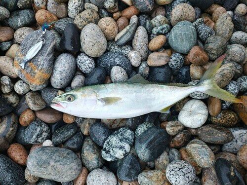 ツバイソの釣果