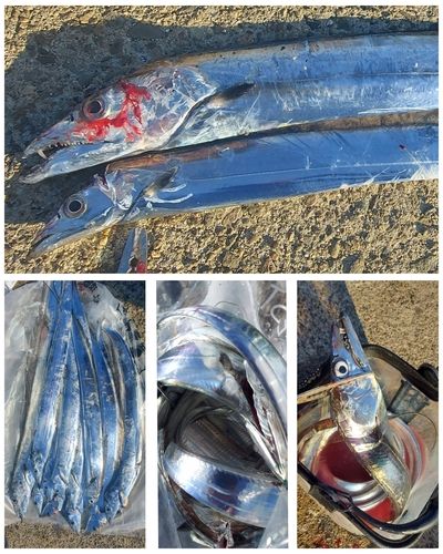 タチウオの釣果