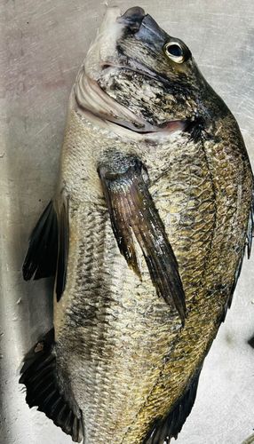 クロダイの釣果