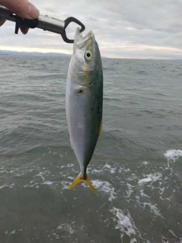 フクラギの釣果