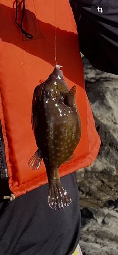 ハコフグの釣果