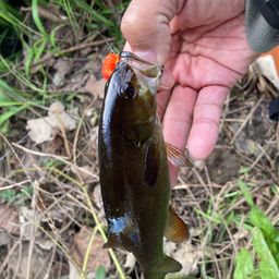 スモールマウスバス