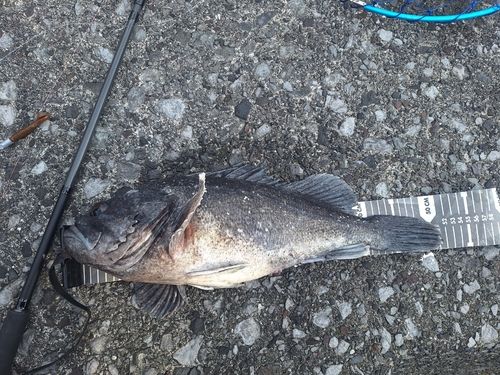 クロソイの釣果