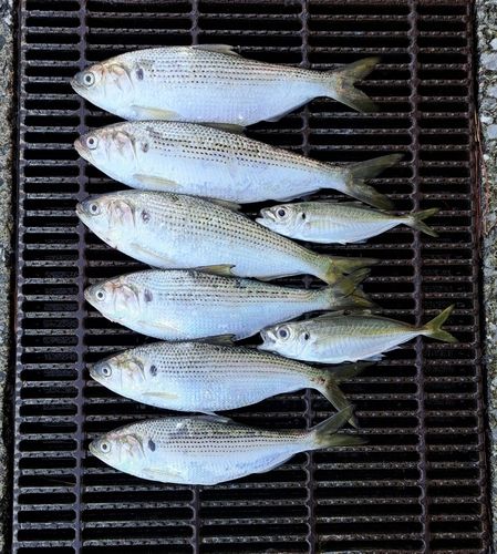 コノシロの釣果
