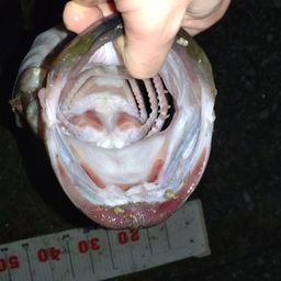 ラージマウスバス