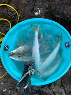 ヤマトカマスの釣果