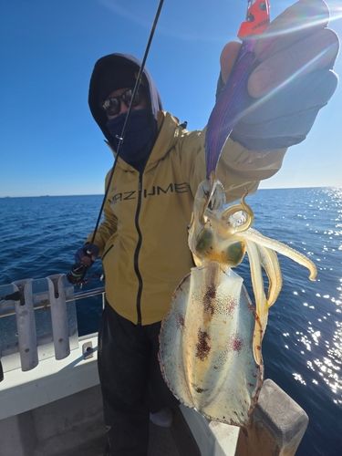 アオリイカの釣果