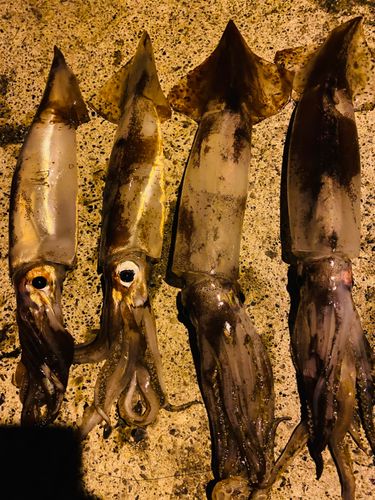 スルメイカの釣果