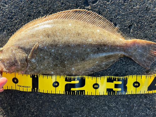 ヒラメの釣果
