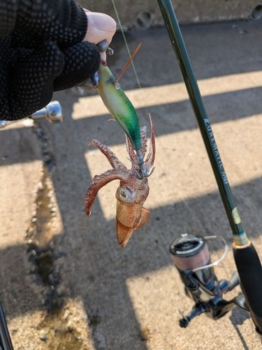 ヒイカの釣果