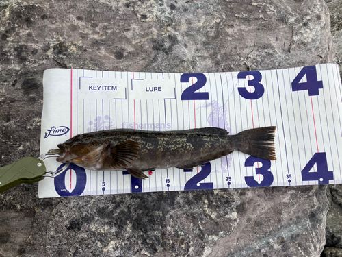 アイナメの釣果