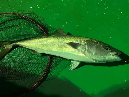 ヒラマサの釣果