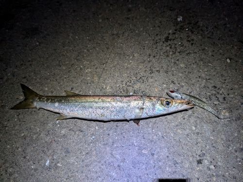 カマスの釣果