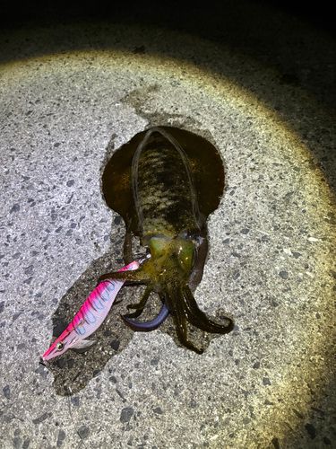 アオリイカの釣果