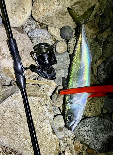 サバの釣果