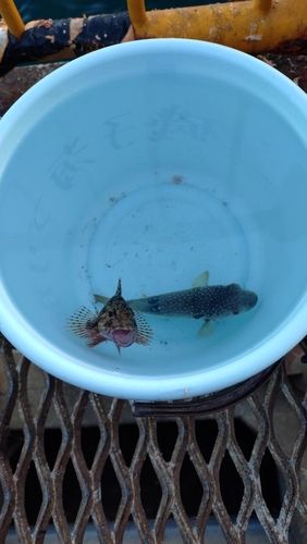 磯子海づり施設