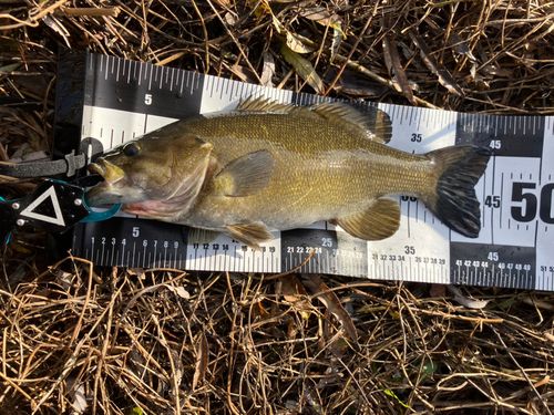 スモールマウスバスの釣果