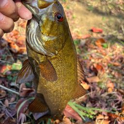 スモールマウスバス