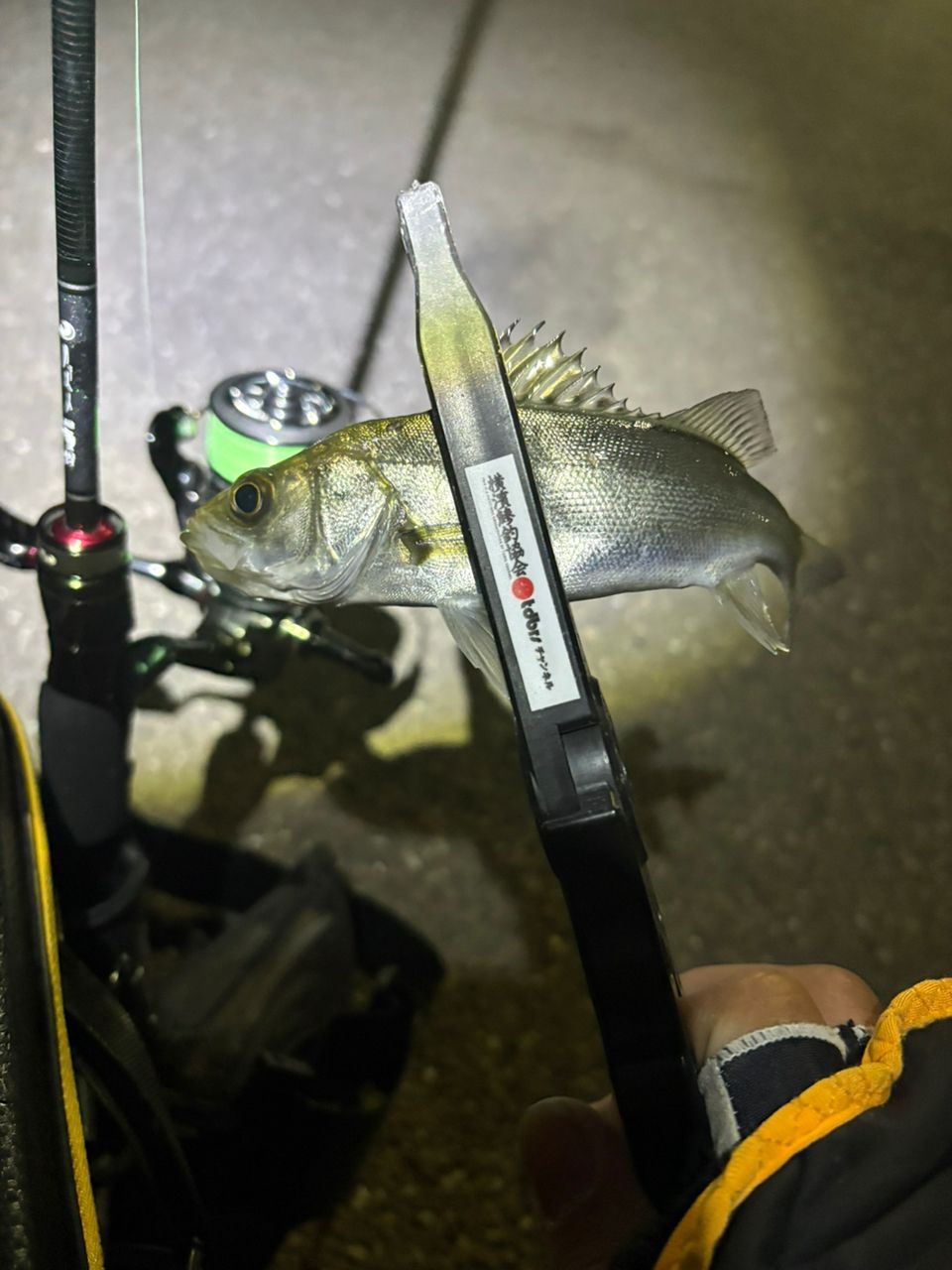 セイゴ（ヒラスズキ）