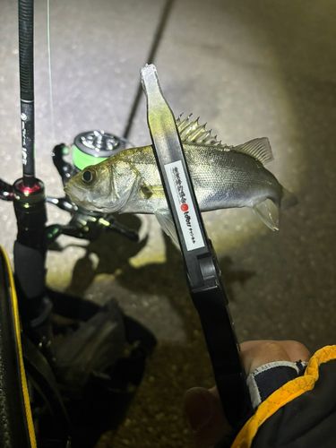 セイゴ（ヒラスズキ）の釣果