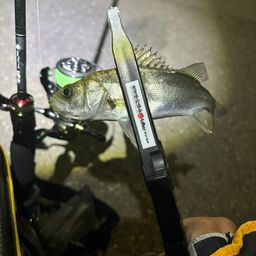 セイゴ（ヒラスズキ）