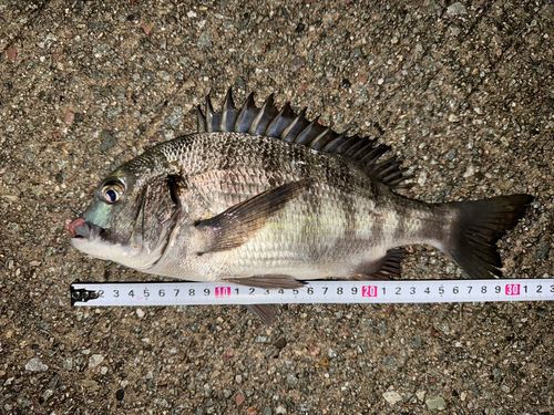 クロダイの釣果